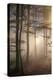 Autumnal forest near Kastel-Staadt, Rhineland-Palatinate, Germany, Europe-Hans-Peter Merten-Premier Image Canvas