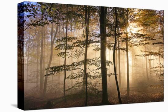 Autumnal forest near Kastel-Staadt, Rhineland-Palatinate, Germany, Europe-Hans-Peter Merten-Premier Image Canvas