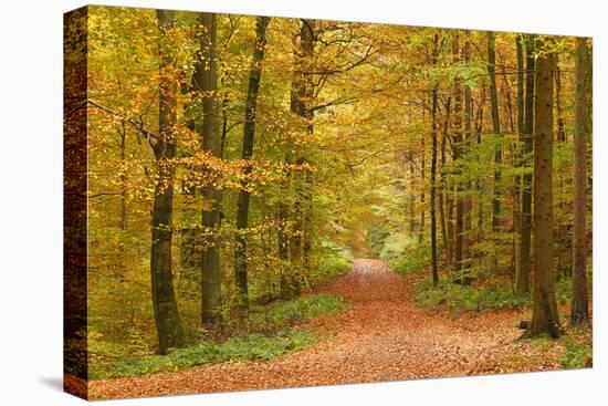 Autumnal forest near Kastel-Staadt, Rhineland-Palatinate, Germany, Europe-Hans-Peter Merten-Premier Image Canvas