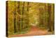 Autumnal forest near Kastel-Staadt, Rhineland-Palatinate, Germany, Europe-Hans-Peter Merten-Premier Image Canvas