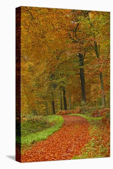 Autumnal forest near Kastel-Staadt, Rhineland-Palatinate, Germany, Europe-Hans-Peter Merten-Premier Image Canvas