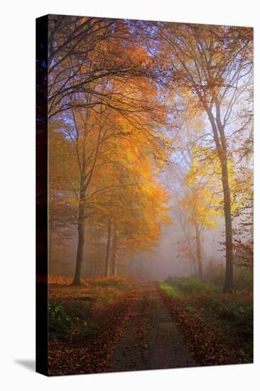 Autumnal forest near Kastel-Staadt, Rhineland-Palatinate, Germany, Europe-Hans-Peter Merten-Premier Image Canvas
