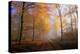 Autumnal forest near Kastel-Staadt, Rhineland-Palatinate, Germany, Europe-Hans-Peter Merten-Premier Image Canvas