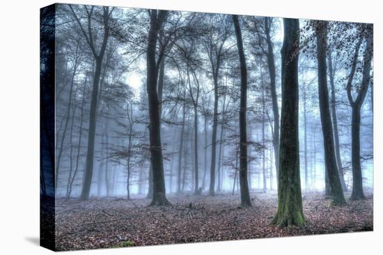 Autumnal forest, Rhineland-Palatinate (Rheinland-Pfalz), Germany, Europe-Hans-Peter Merten-Premier Image Canvas