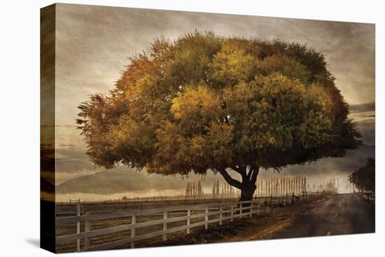 Autumnal Landscape-David Winston-Stretched Canvas