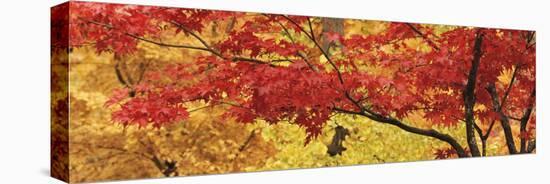 Autumnal Leaves on Maple Trees in a Forest-null-Premier Image Canvas