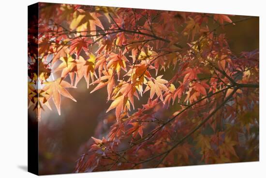 Autumnal Maple Leaves, Kyoto, Japan-Stuart Black-Premier Image Canvas