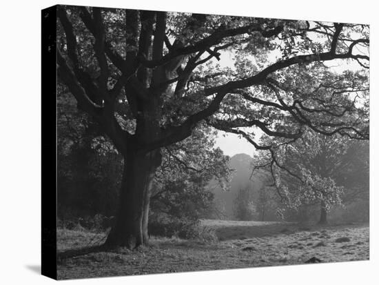 Autumnal Scene at Ashton Court Park-Mark Bolton-Stretched Canvas