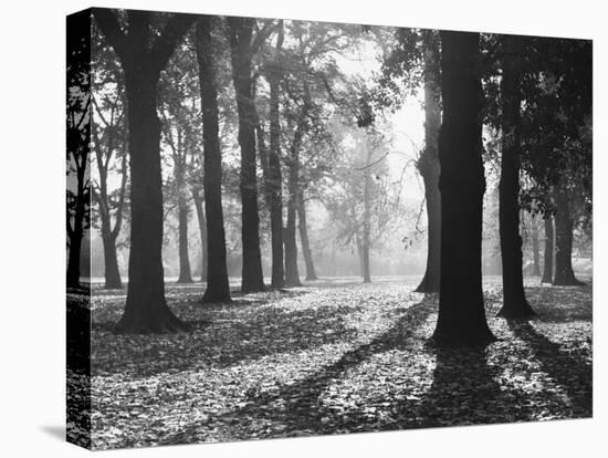 Autumnal Scene-null-Premier Image Canvas