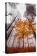 Autumnal tints-Philippe Sainte-Laudy-Premier Image Canvas