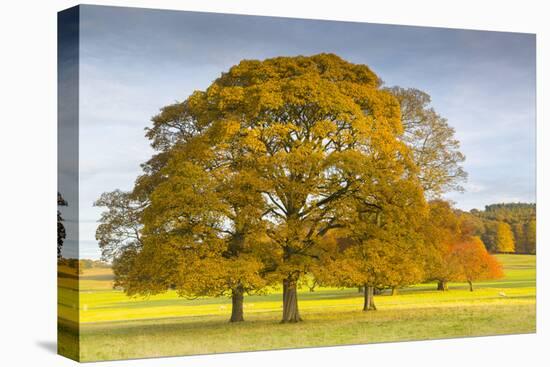 Autumnal trees in Chatsworth Park, Peak District National Park, Derbyshire, England, United Kingdom-Frank Fell-Premier Image Canvas