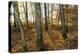 Autumnally Coloured Deciduous Forest with Natural Birch Continuanc-Harald Lange-Premier Image Canvas