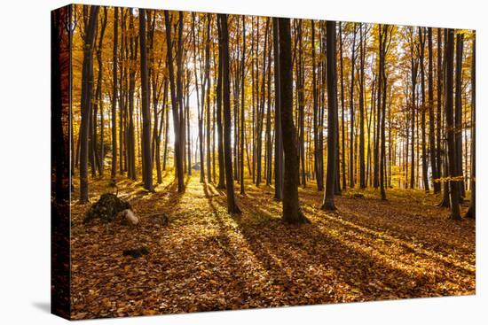 Autumnally Coloured Trees (Mainly Beeches) in the Vienna Woods, Near Peilstein, Austria-Gerhard Wild-Premier Image Canvas