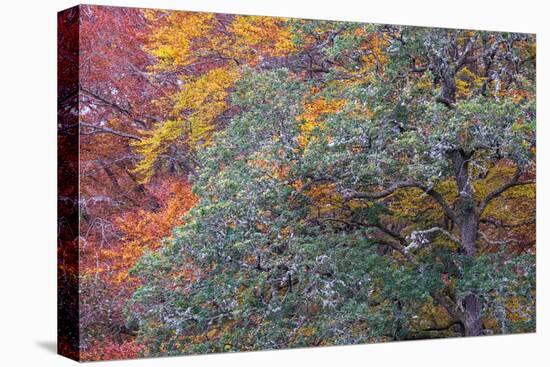 Autumns Progress-Doug Chinnery-Premier Image Canvas