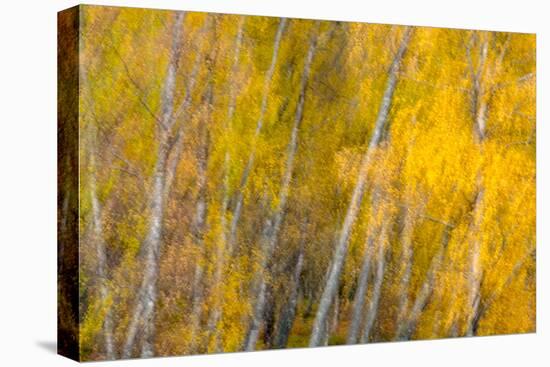 Autumns Shimmer-Doug Chinnery-Premier Image Canvas