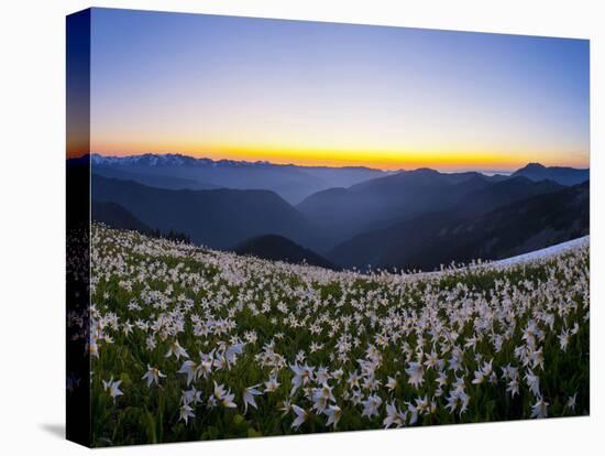 Avalanche Lilies (Erythronium Montanum) at Sunset, Olympic Nat'l Park, Washington, USA-Gary Luhm-Premier Image Canvas