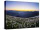 Avalanche Lilies (Erythronium Montanum) at Sunset, Olympic Nat'l Park, Washington, USA-Gary Luhm-Premier Image Canvas