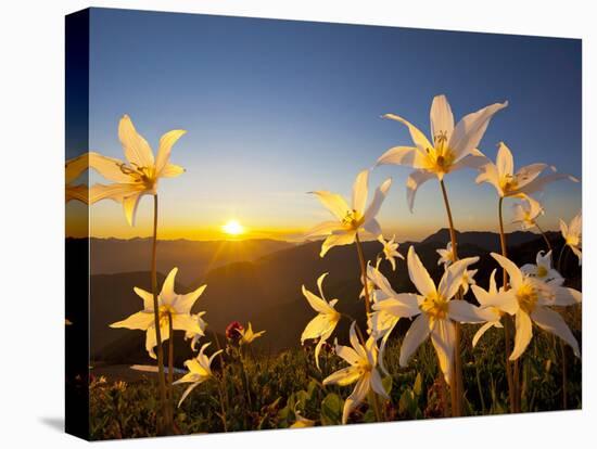 Avalanche Lilies (Erythronium Montanum) at Sunset, Olympic Nat'l Park, Washington, USA-Gary Luhm-Premier Image Canvas