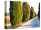 Avenue Allee with Cyprus Trees to Chateau Des Fines Roches, Chateauneuf-Du-Pape, Vaucluse-Per Karlsson-Premier Image Canvas