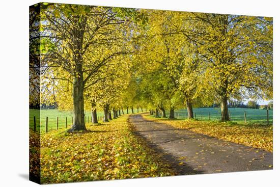 Avenue of autumn beech trees with colourful yellow leaves, Newbury, Berkshire, England-Stuart Black-Premier Image Canvas