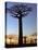 Avenue of Baobabs at Sunrise-Nigel Pavitt-Premier Image Canvas