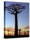 Avenue of Baobabs at Sunrise-Nigel Pavitt-Premier Image Canvas