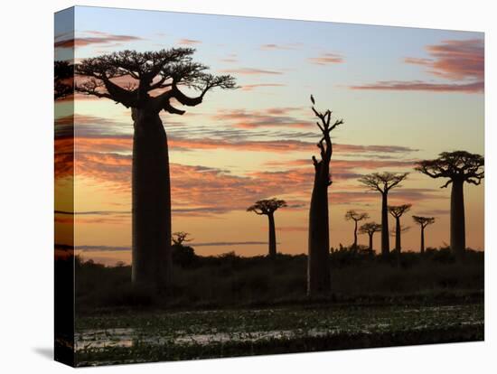 Avenue of Baobabs at Sunrise-Nigel Pavitt-Premier Image Canvas