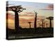 Avenue of Baobabs at Sunrise-Nigel Pavitt-Premier Image Canvas