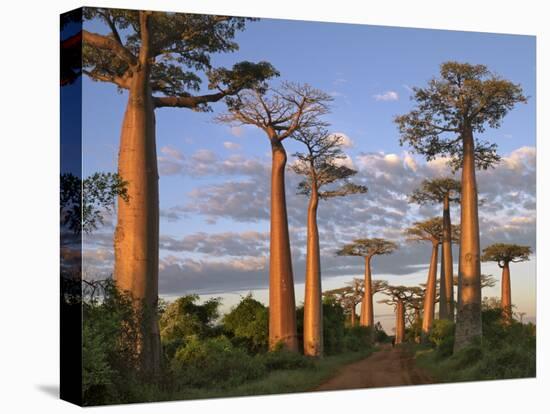 Avenue of Baobabs at Sunrise-Nigel Pavitt-Premier Image Canvas