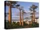 Avenue of Baobabs at Sunrise-Nigel Pavitt-Premier Image Canvas