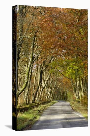 Avenue of Beech Trees, Near Laurieston, Dumfries and Galloway, Scotland, United Kingdom, Europe-Gary Cook-Premier Image Canvas