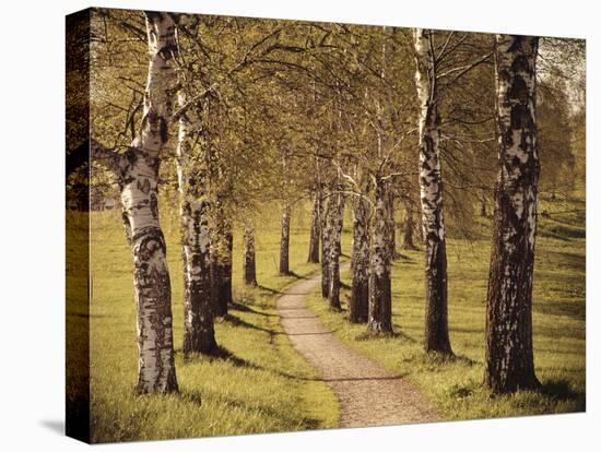 Avenue of Birches-Thonig-Premier Image Canvas