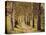 Avenue of Birches-Thonig-Premier Image Canvas