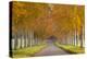 Avenue of Colourful Trees in Autumn, Dorset, England. November-Adam Burton-Premier Image Canvas