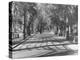 Avenue of Cypress in Central Park-Dmitri Kessel-Premier Image Canvas