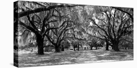Avenue of oaks, South Carolina-null-Stretched Canvas