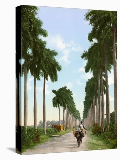 Avenue of Palms, Havana, 1903-null-Premier Image Canvas