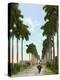 Avenue of Palms, Havana, 1903-null-Premier Image Canvas