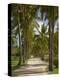 Avenue of Palms, Musket Cove Island Resort, Malolo Lailai Island, Mamanuca Islands, Fiji-David Wall-Premier Image Canvas