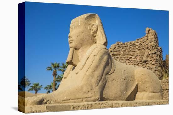 Avenue of Sphinxes, Luxor Temple, UNESCO World Heritage Site, Luxor, Egypt, North Africa, Africa-Jane Sweeney-Premier Image Canvas