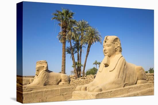 Avenue of Sphinxes, Luxor Temple, UNESCO World Heritage Site, Luxor, Egypt, North Africa, Africa-Jane Sweeney-Premier Image Canvas