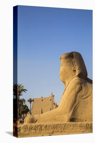 Avenue of Sphinxes, Luxor Temple, UNESCO World Heritage Site, Luxor, Egypt, North Africa, Africa-Jane Sweeney-Premier Image Canvas