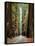 Avenue of the Giants in Autumn-David Muench-Stretched Canvas