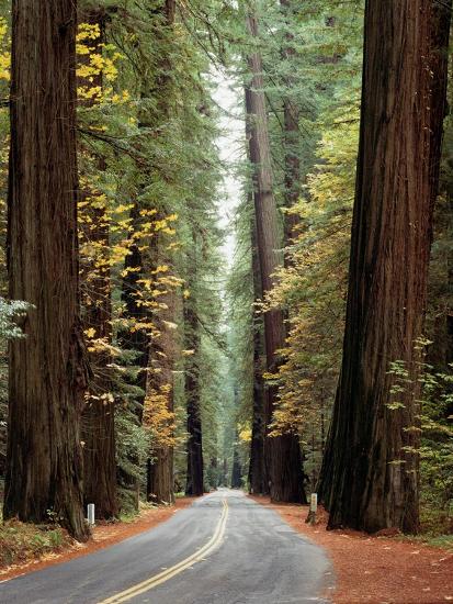 Avenue of the Giants in Autumn-David Muench-Stretched Canvas