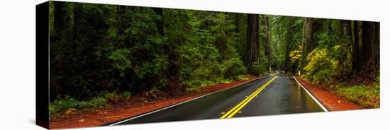 Avenue of the Giants passing through a redwood forest, Humboldt Redwoods State Park, California...-null-Premier Image Canvas