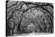 Avenue of the Oaks II-Keith Dotson-Stretched Canvas