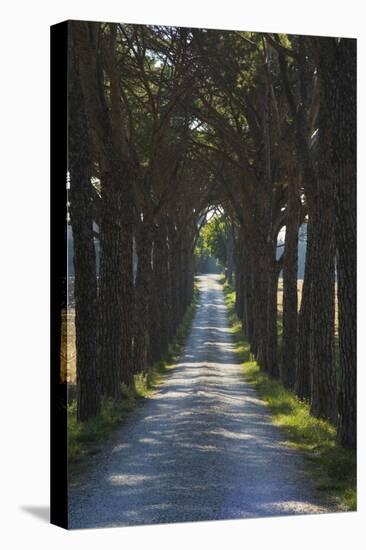 Avenue of Trees, Chiusi, Umbria, Italy, Europe-Charles Bowman-Premier Image Canvas