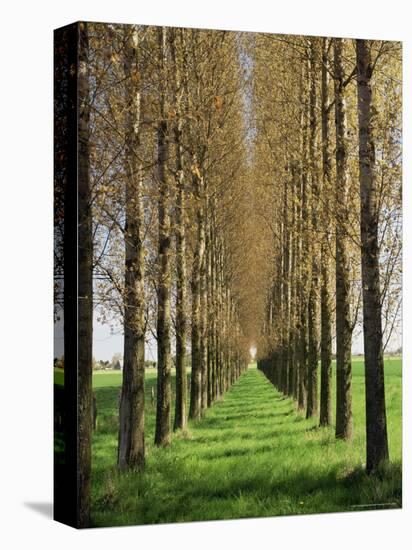 Avenue of Trees, Haute Normandie (Normandy), France-Michael Busselle-Premier Image Canvas