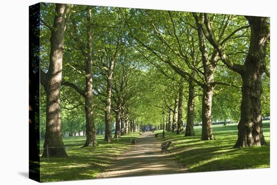 Avenue of Trees in Green Park, London, England, United Kingdom, Europe-James Emmerson-Premier Image Canvas