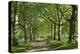 Avenue of Trees in Green Park, London, England, United Kingdom, Europe-James Emmerson-Premier Image Canvas